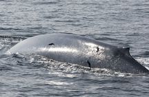 Mirissa whale watching from Negombo Region
