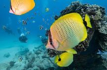 Oahu shallow reefs diving or snorkeling tour