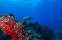 Oahu shallow reefs diving or snorkeling tour