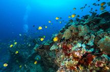 Oahu wreck and reef diving or snorkeling tour