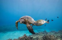 Oahu wreck and reef diving or snorkeling tour
