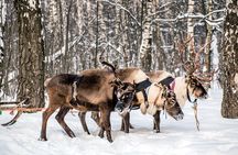Guided Reindeer Experience in Levi
