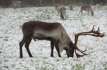 Guided Reindeer Experience in Levi