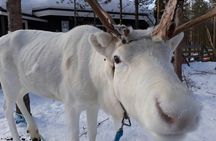 Guided Reindeer Experience in Levi
