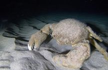 Oahu night diving tour