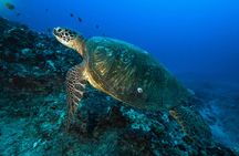 Oahu night diving tour