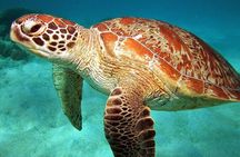 Reef Daytripper full day snorkel and scuba diving in Cairns