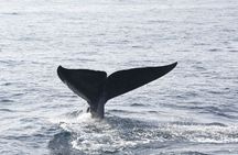 Mirissa whale watching experience from Galle region