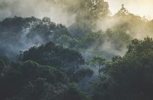 Half-day Langkawi rainforest trekking