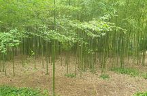 Private Botanical Garden Trsteno visit with photo stops