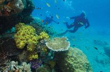 Calypso's Snorkel and Dive in the Outer Barrier Reef Tour