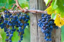 Mornington Peninsula scenic bus tour including chairlift, lunch, choc tasting and more