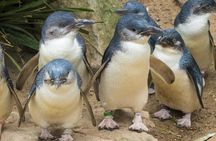 Healesville Sanctuary and Phillip Island Wildlife Park bus tour