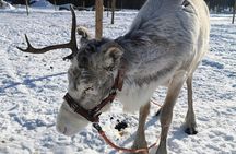Traditional snowmobile safari in Levi to reindeer farm