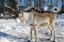 Traditional snowmobile safari in Levi to reindeer farm