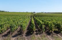 "Vertical" wine tasting tour at Vignobles Chatonnet