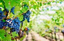 Cappadocia wine tasting private tour