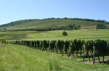 Food and wine pairing & cellar tour at the Domaine Fahrer & Fils