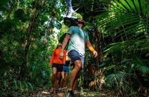 Daintree Rainforest Tour