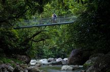 Daintree Rainforest Tour