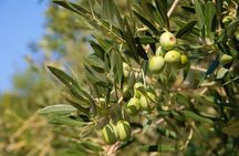 Olive oil tour in Cres