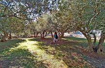 Olive oil tour in Cres