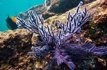 Los Cabos hidden beach snorkeling experience