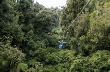 The original canopy experience