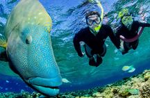 Port Douglas outer reef snorkelling tour