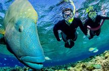 Port Douglas outer reef snorkelling tour