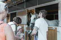 Secrets of the Viennese Fiaker and carriage ride in Vienna