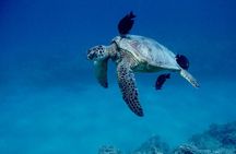 Catamaran tour along the Waikiki coast