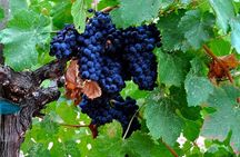 Full-Day Escape Three Wineries & Lunch Tour in Portland