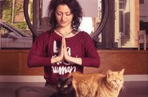 Yoga with Cats in Milwaukee