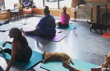Yoga with Cats in Milwaukee