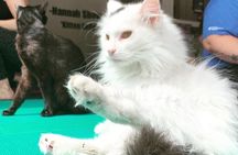 Yoga with Cats in Milwaukee