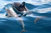 Dolphin Watching in Sesimbra