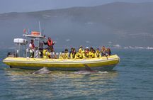 Dolphin Watching in Sesimbra