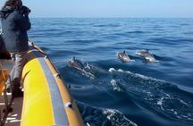 Dolphin Watching in Sesimbra