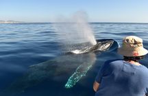 Los Cabos whale watching experience with photos