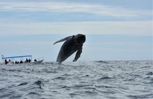 Los Cabos whale watching experience with photos