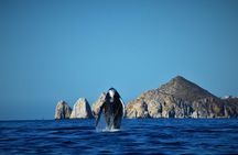 Los Cabos whale watching experience with photos