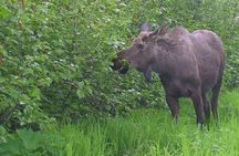 Flora and fauna nature walk in the Glen Alps