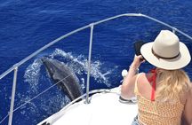 Whales and dolphins watching boat tour