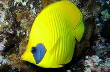 Half-Day Snorkeling Experience on Abu Dabbab Beach from Marsa Alam