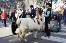 Buenos Aires San Telmo and Mataderos Fairs private tour