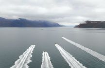 Alta fjord safari by RIB boat