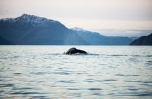 Private fjord and whale safari
