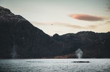 Private fjord and whale safari