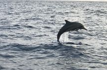 Dolphin watching and snorkeling near Figarolo Island